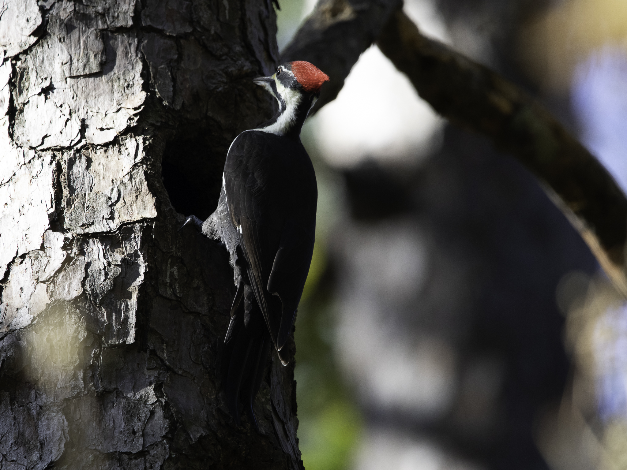 Pileated woodpecker